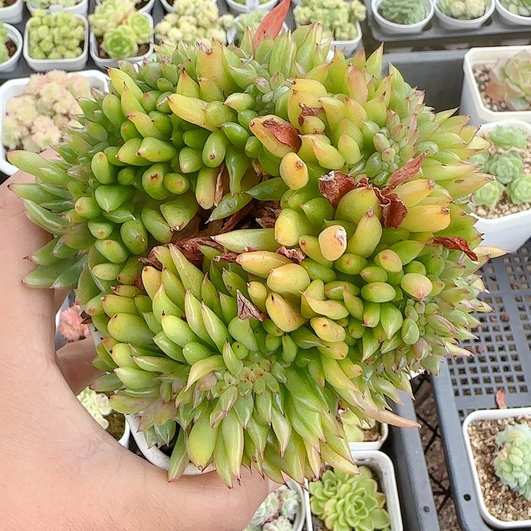【闪购商品】0924-66缀化