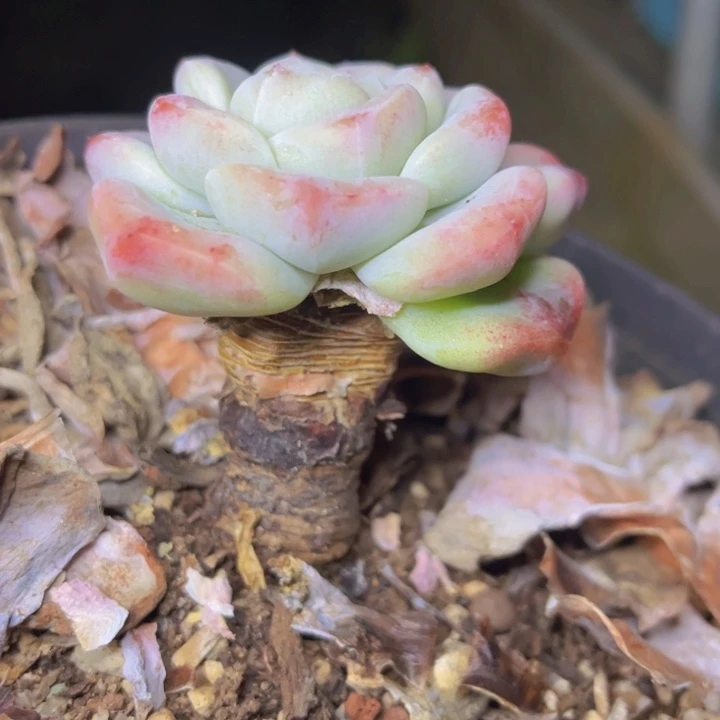 特价老桩微瑕疵特价