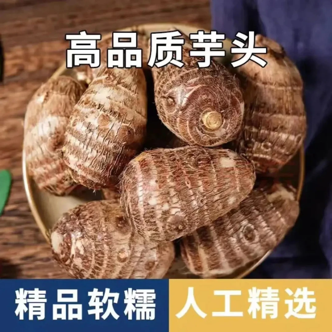 温州特产文成正宗芋儿芋艿芋子芋头 蔬菜供酒店及市场正品新鲜