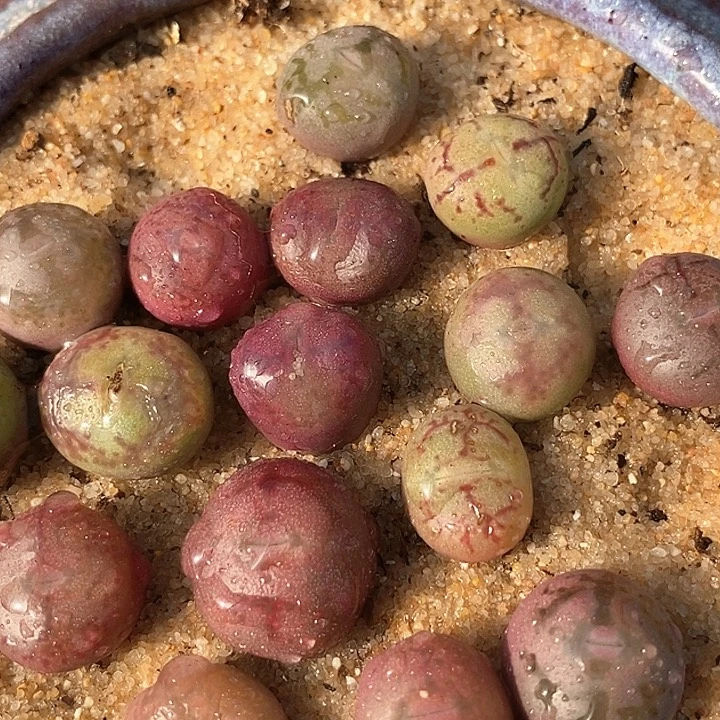 17527大毛杂一颗