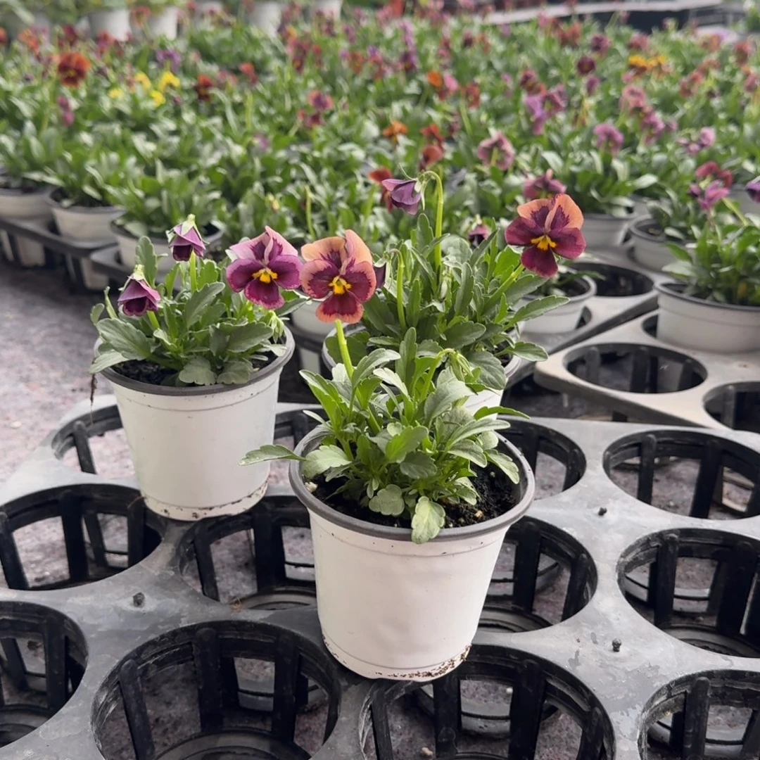 无花朵神户异邦人随机不同色两棵