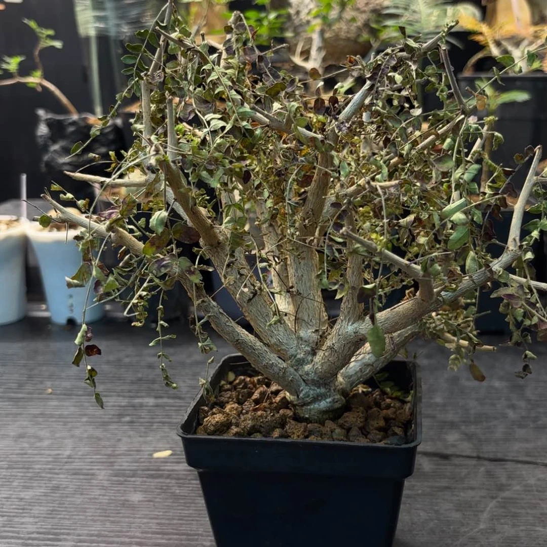 木?**怪  尼勒达乳香实生带盆土