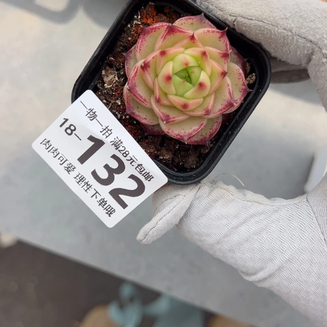 焰火多肉多肉多肉多肉