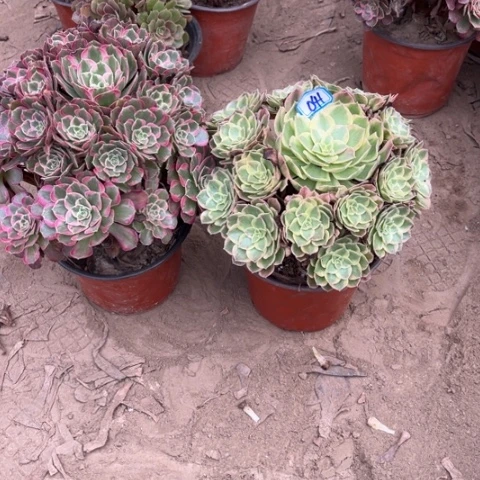 041多肉植物组合，