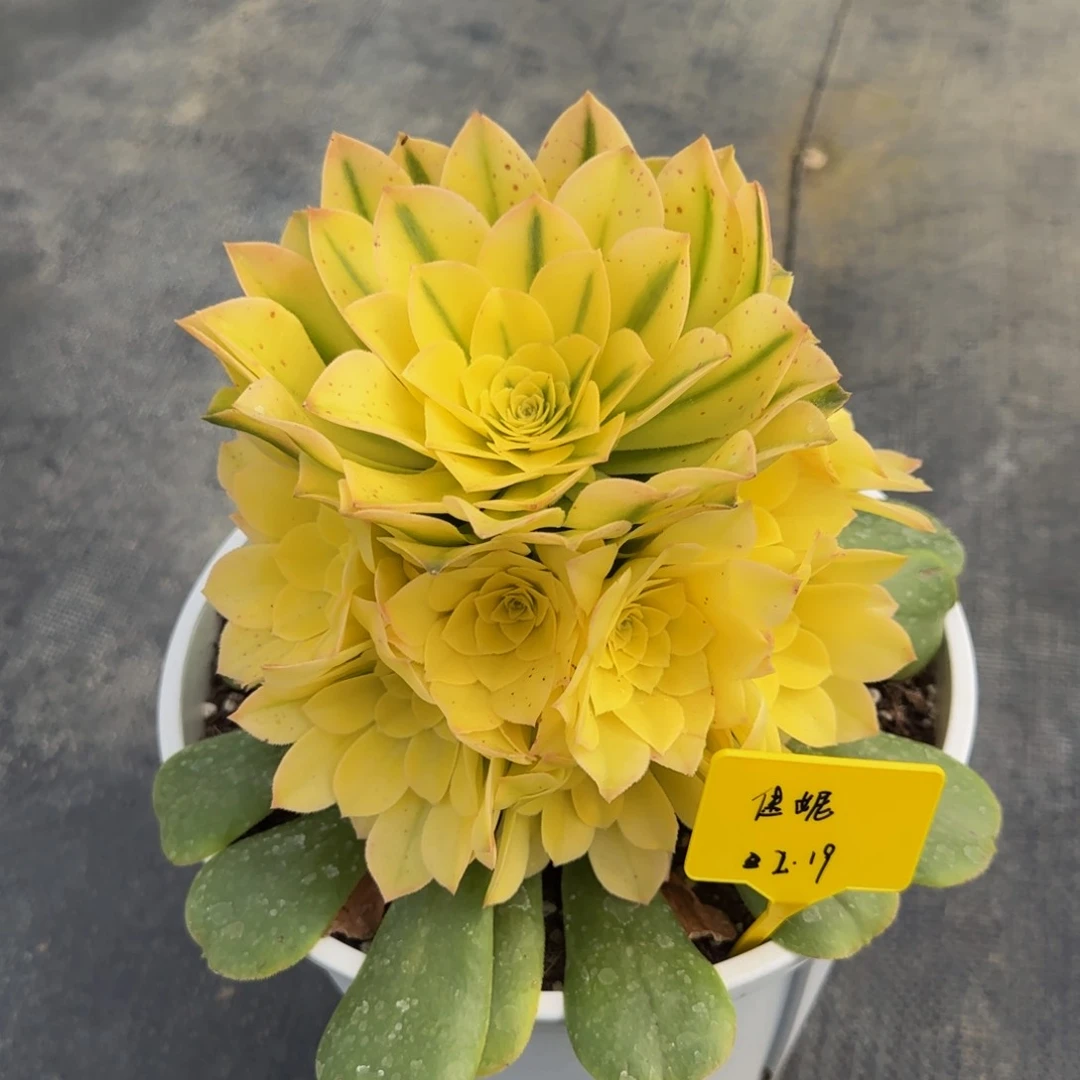 辛尼亚法师88888