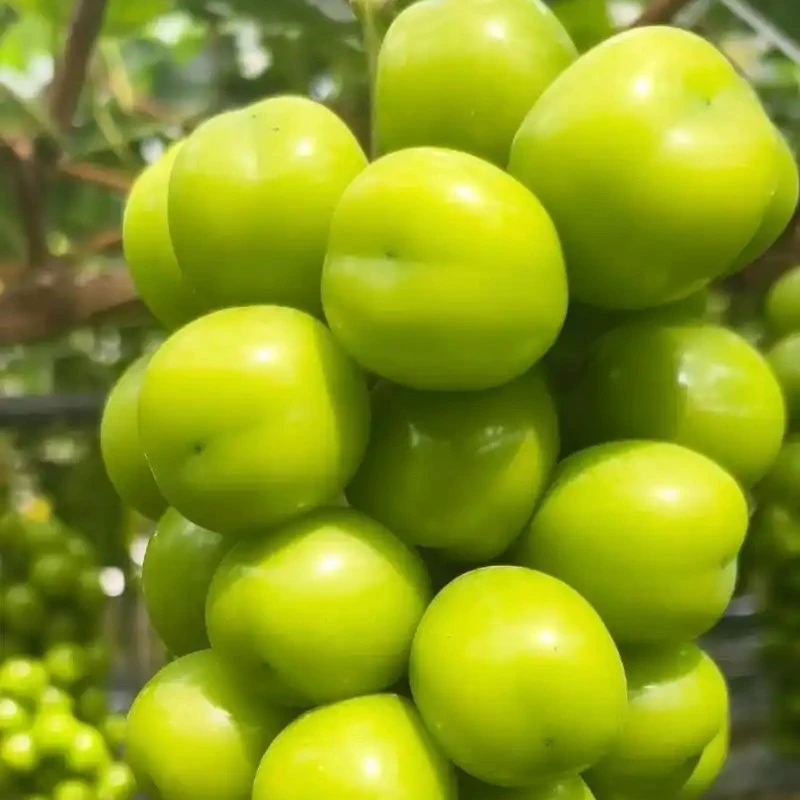 /2斤阳光玫瑰/甜脆/拼合湖北省