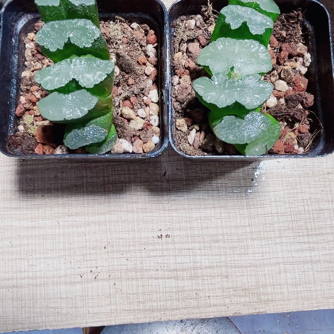 种好猛犸玉扇多肉植物