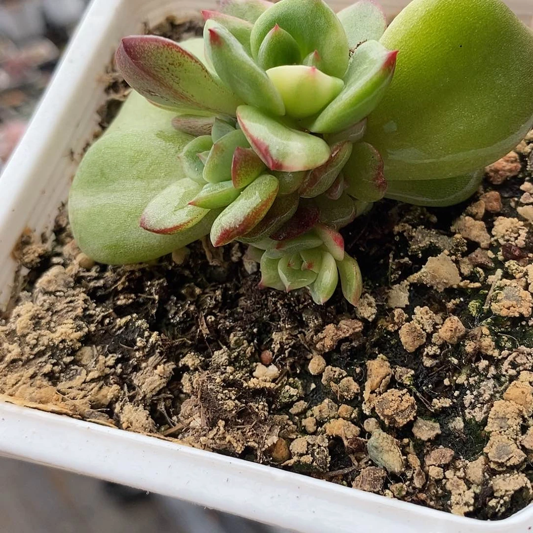 246三文鱼锦多肉植物底座