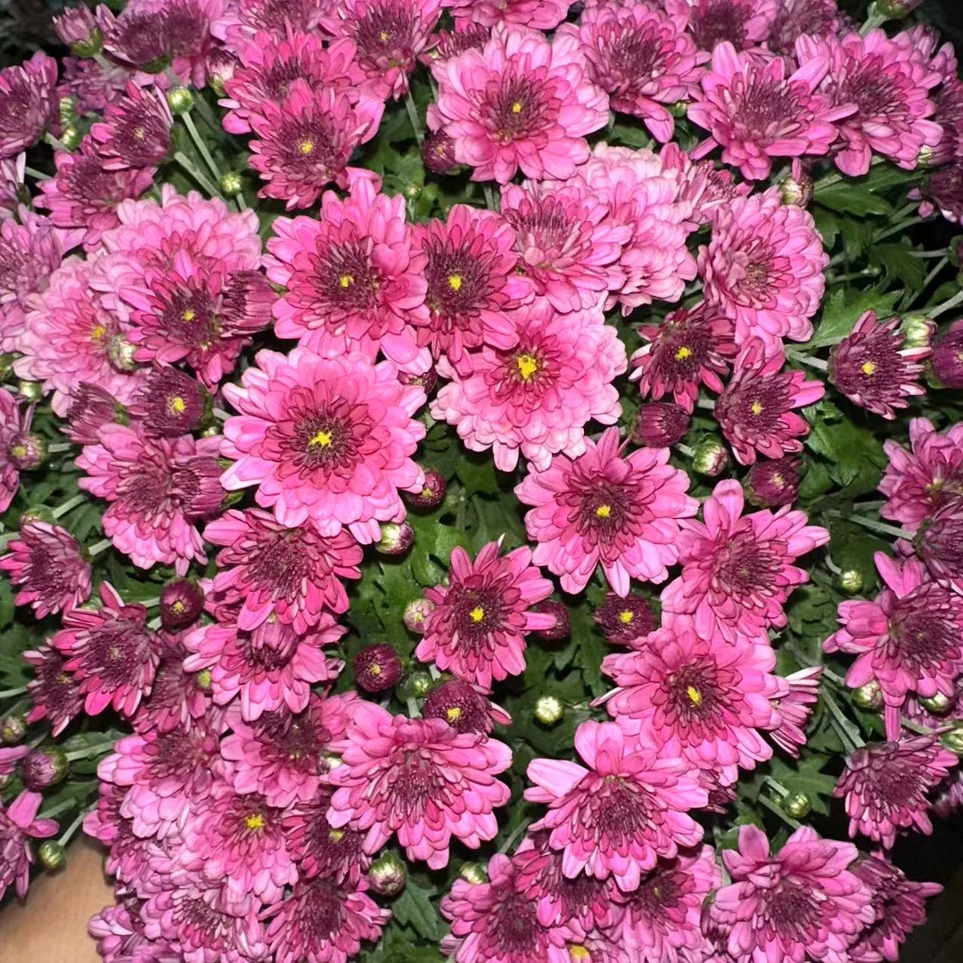 【李先生】球菊（炫丽玫粉）室内外观赏花带花苞发货