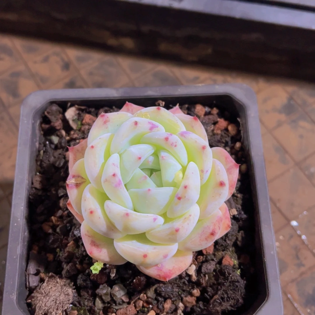 潇*妹白啦糖，多肉植物