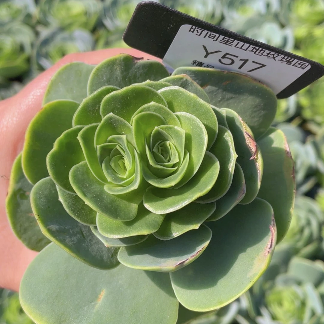 a****e加纳利玫瑰一物一拍517