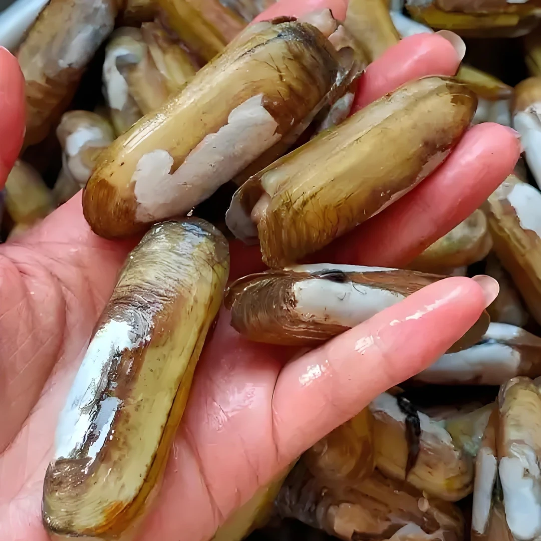 （港威海鲜）鲜活大号水蛏子2斤