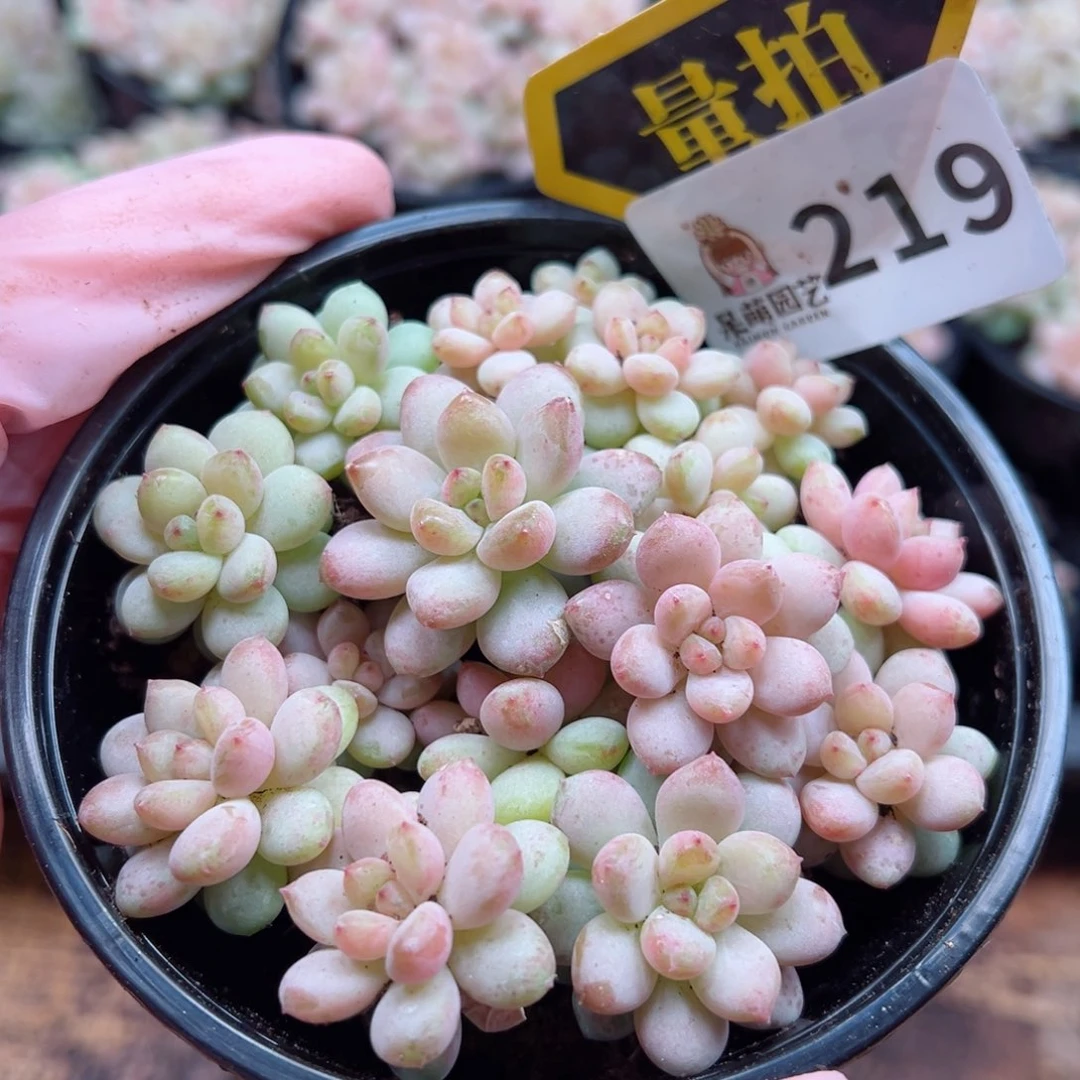 多肉植物多肉植物