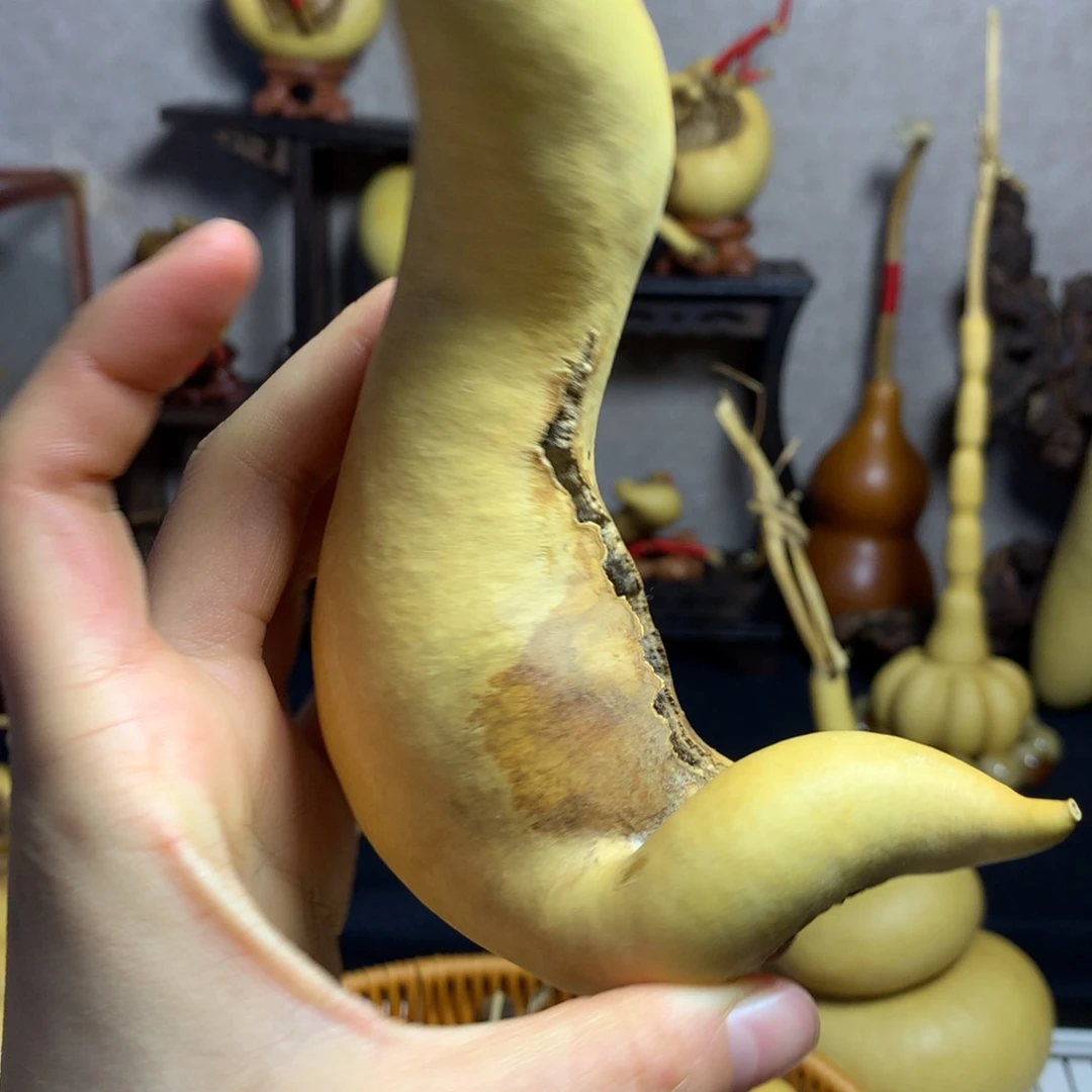 初***发葫芦葫芦真的好可爱呀