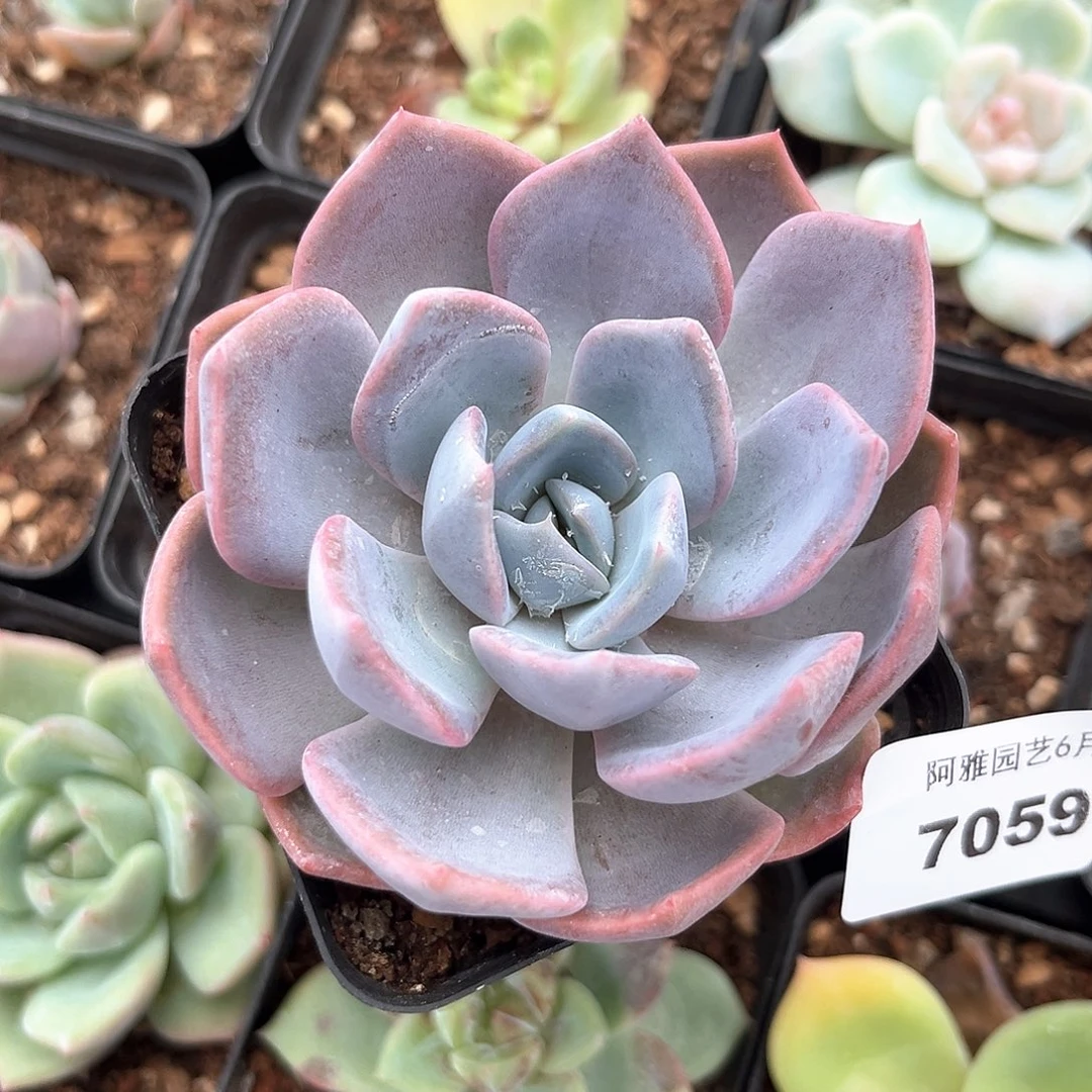 阿雅园艺。     7059雪兔杂