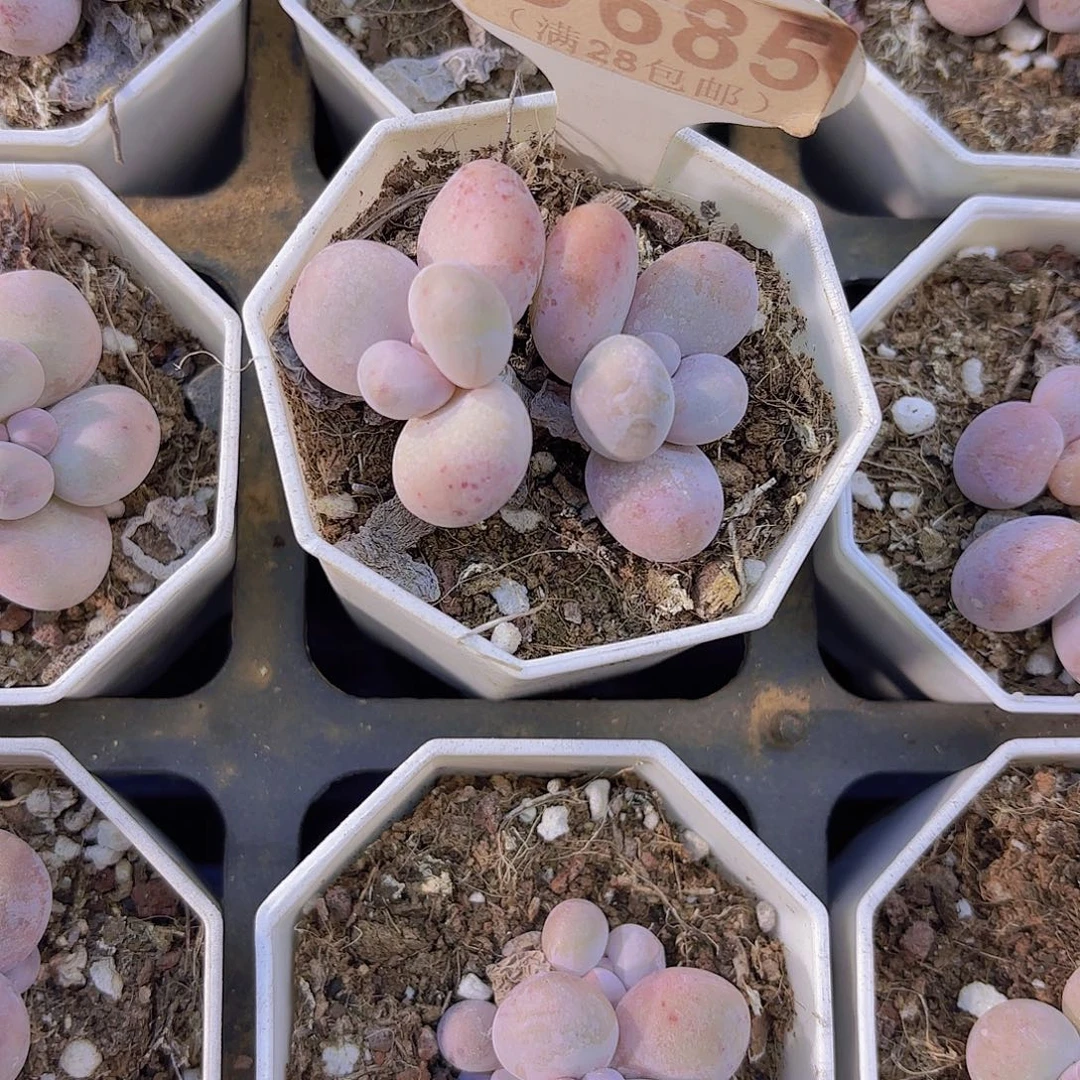 C685奶酪一物一拍