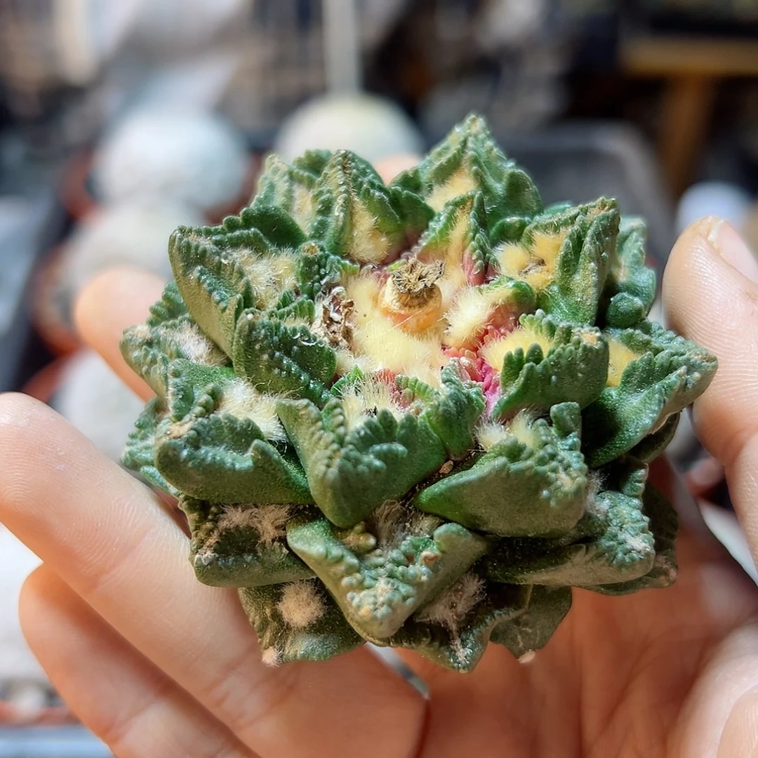 老***说晚10号苗接无根龙角龟6.6公分