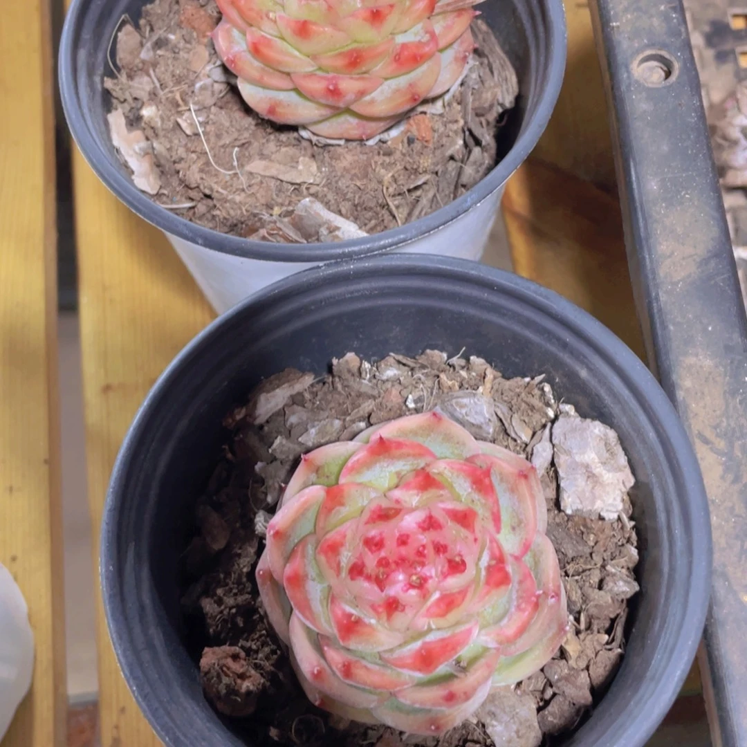 45号 糖心珍妮一颗