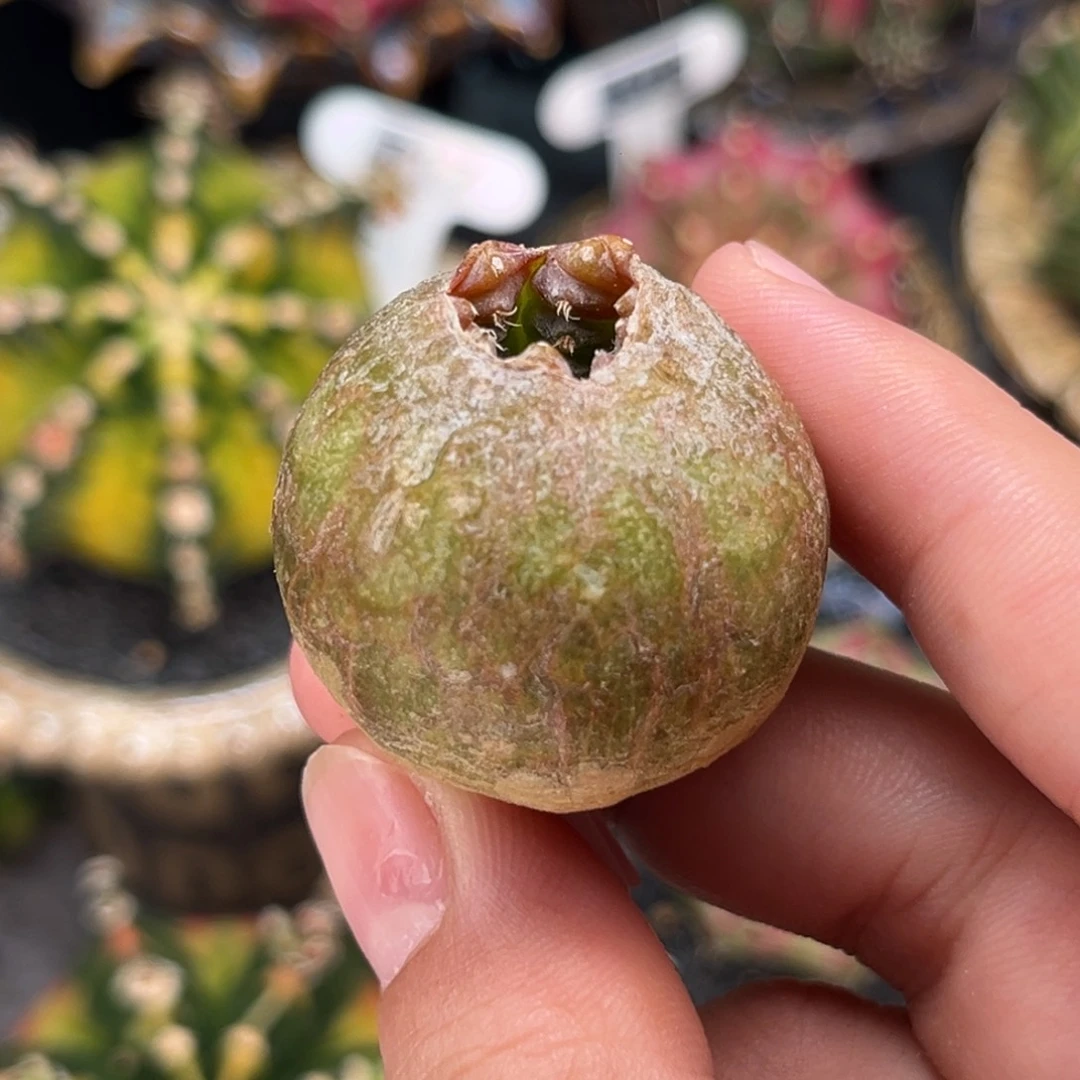 *****专拍的 米哈仙人球