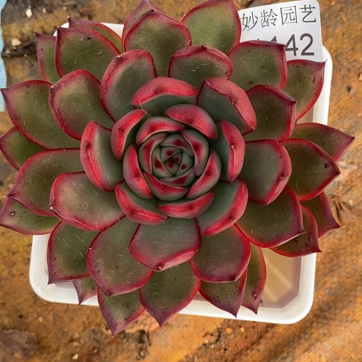 1142杂交老桩基地～11厘米