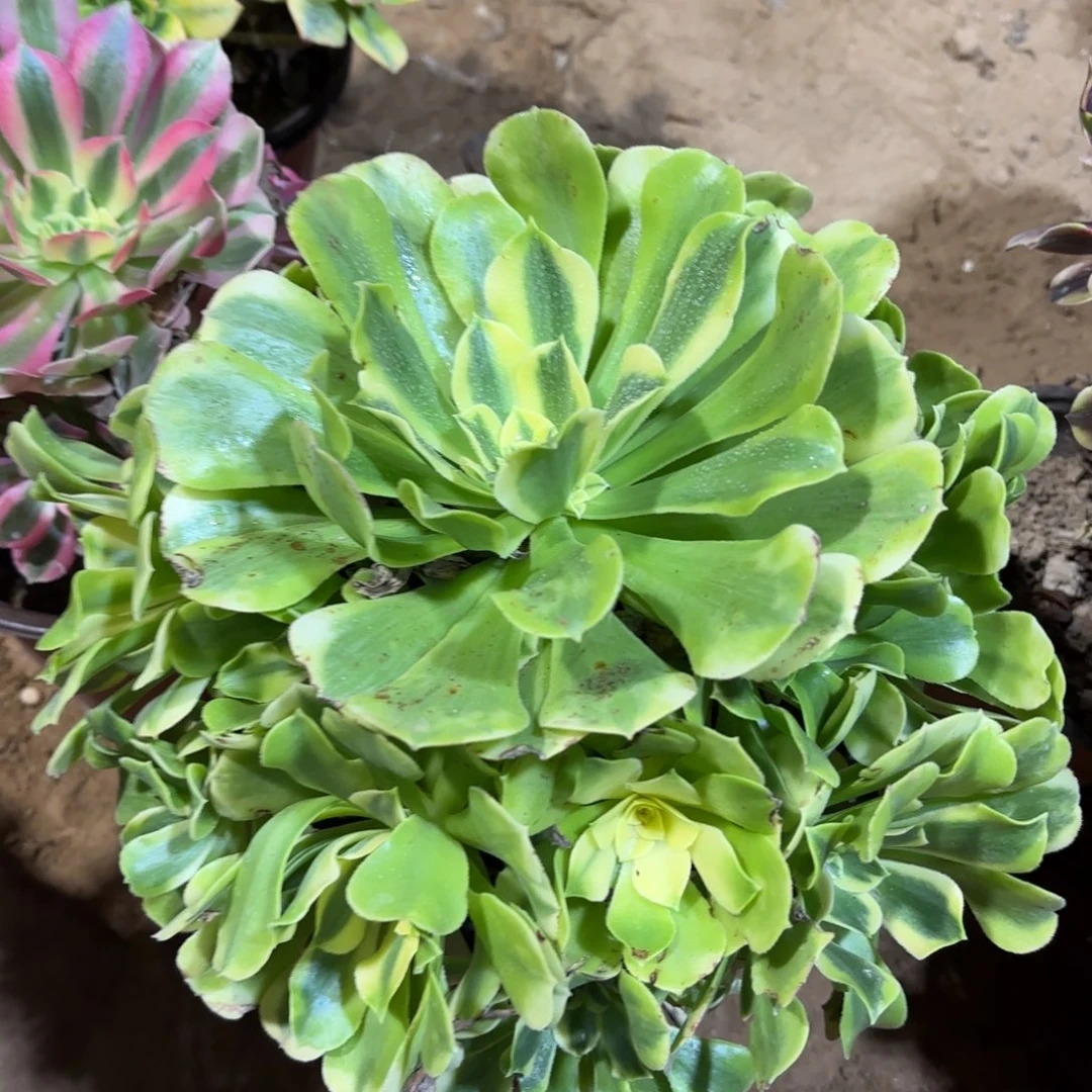 绿豆沙9.9木质老桩