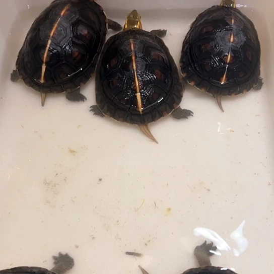 母宠物龟皖南安缘4年一组