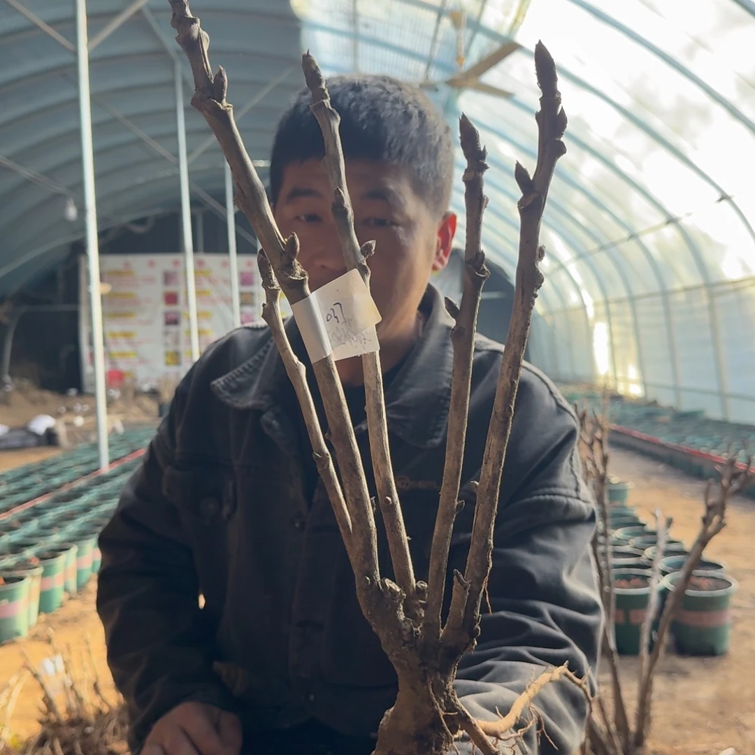 绿幕隐玉037。