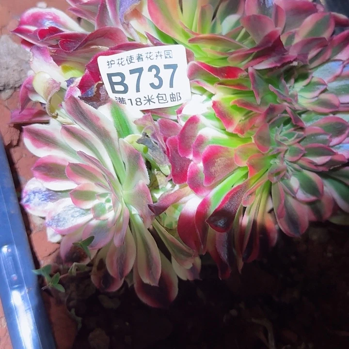 多肉 香妃一体化多肉法师植物