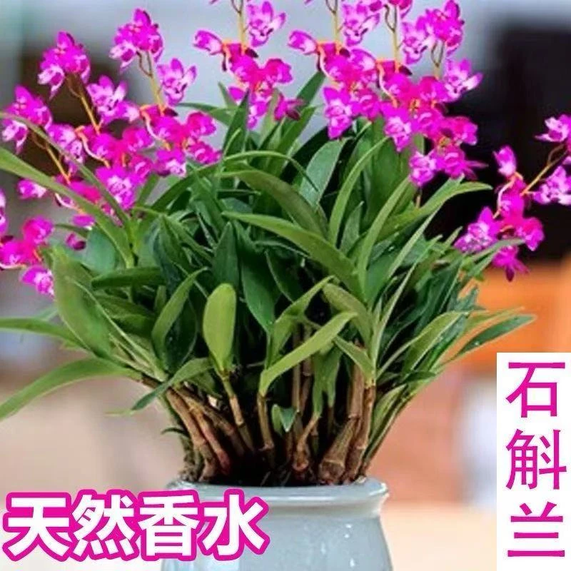 浓香型澳洲香水石斛兰水培室内室外阳台宜养植物花