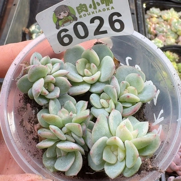 多肉植物多肉植物