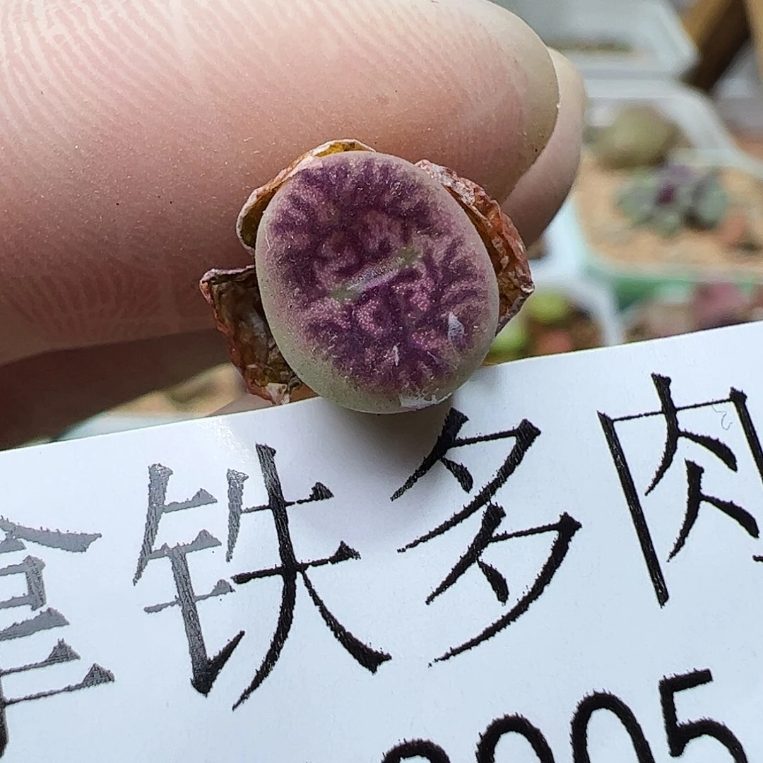 313005/拿铁多肉植物馆