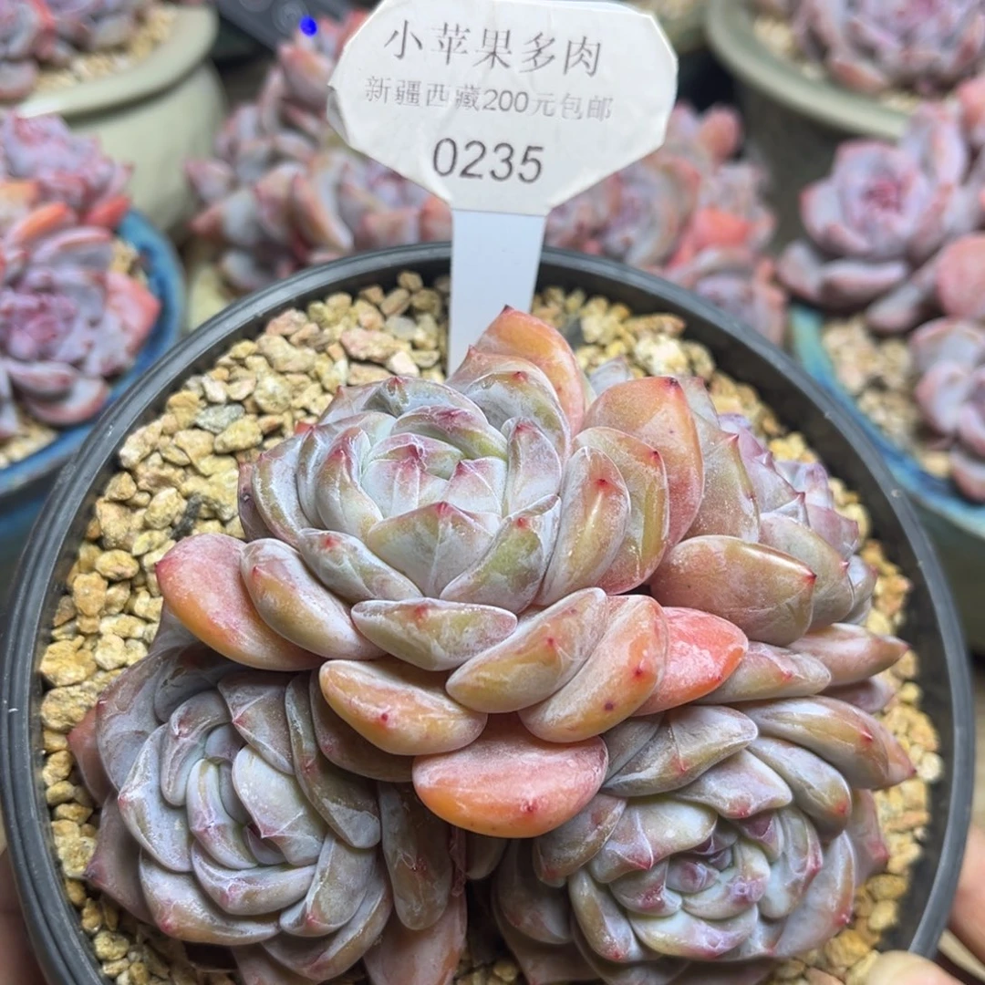 绿底紫心235/12cm4头