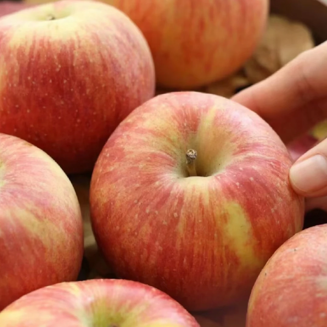 【来此购优选】佳农阿克苏苹果