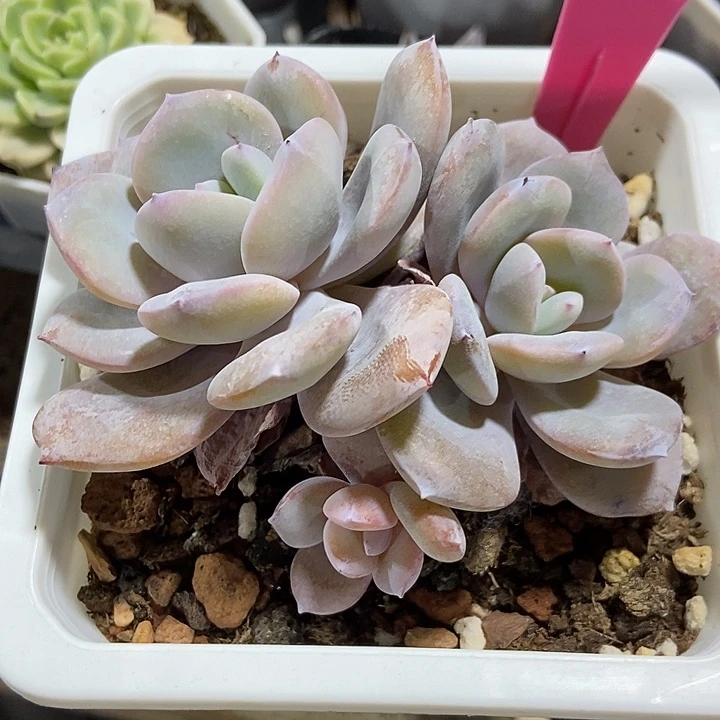 多肉植物韩版奶茶105多肉