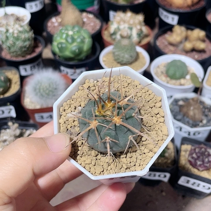 462实生狂刺光琳玉