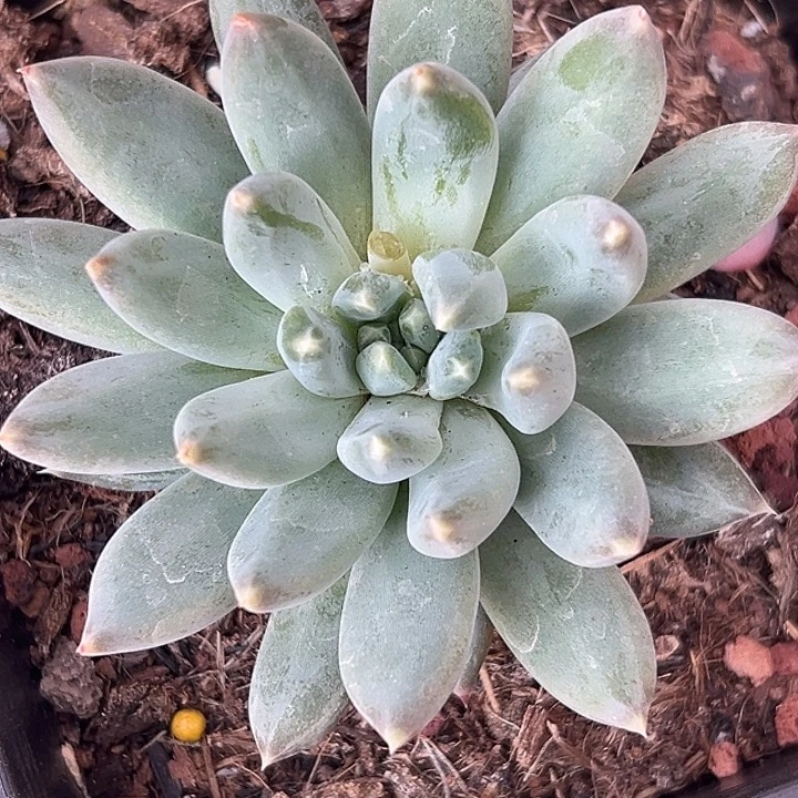 美人特价一物一拍