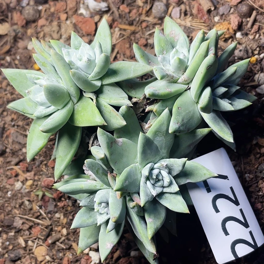 白雪母老桩多头2227