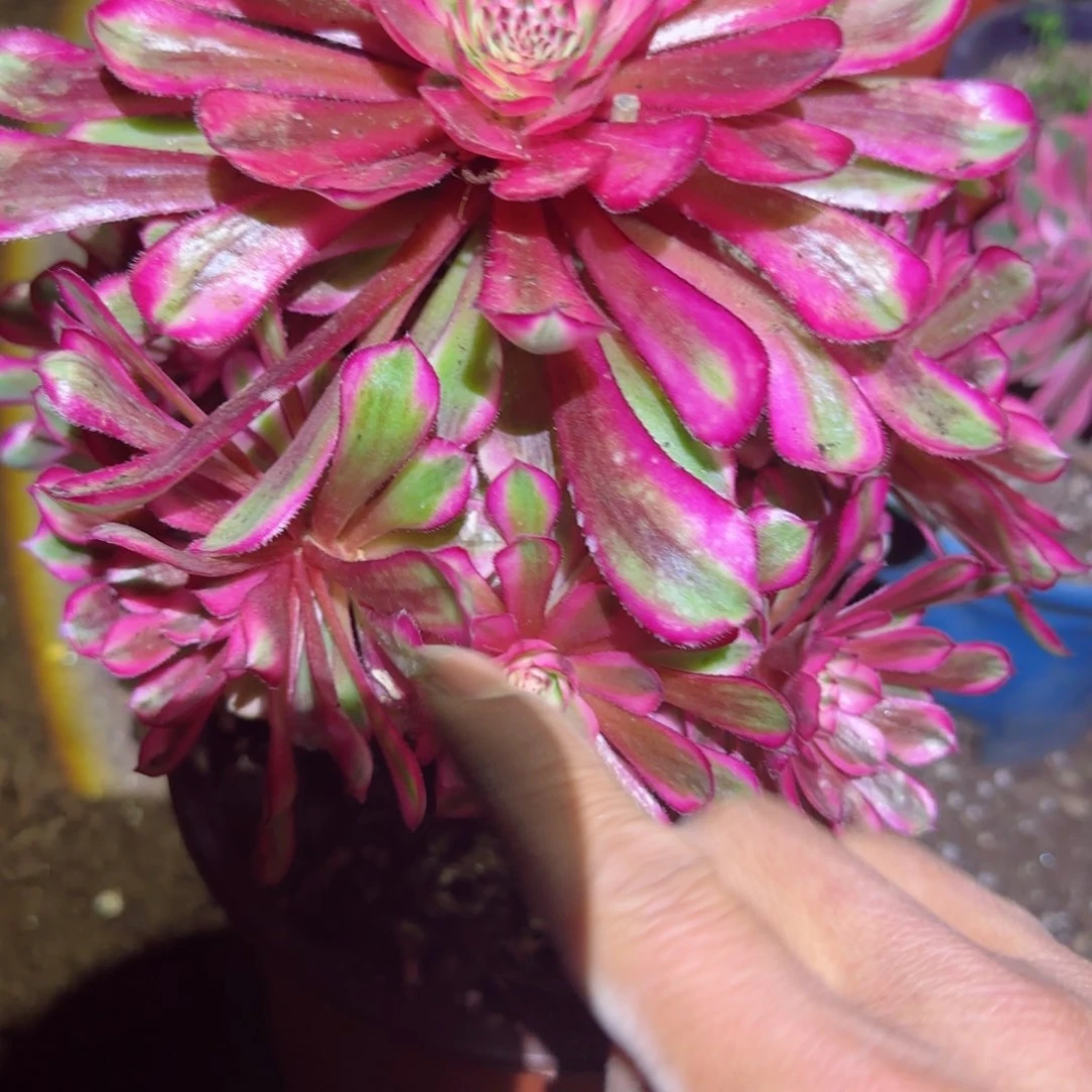 白月光法师多肉140