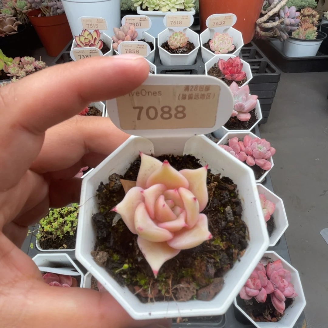 7088饺子皮 4.5厘米