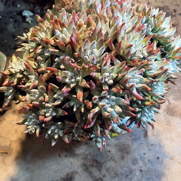 就***名仙女杯多肉植物盆栽