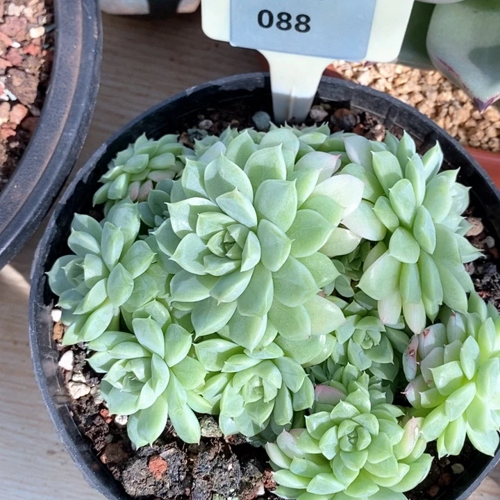 D088- 直播福利 捧花