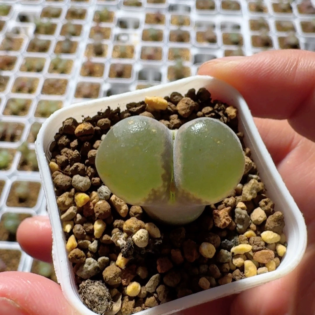 脩**芏多肉..........年后发