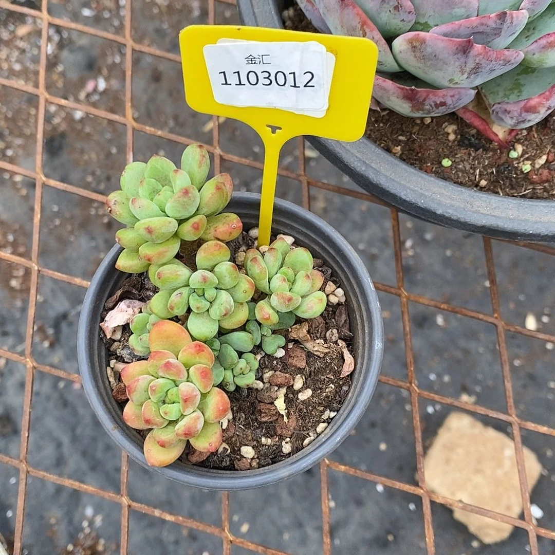 福利多多，1103012