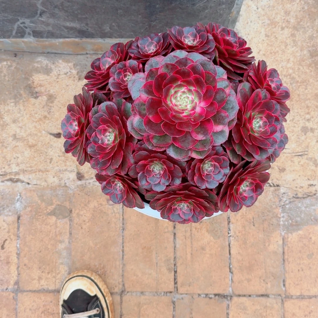 刘***芹无花朵vvvbvbbvvvvccc