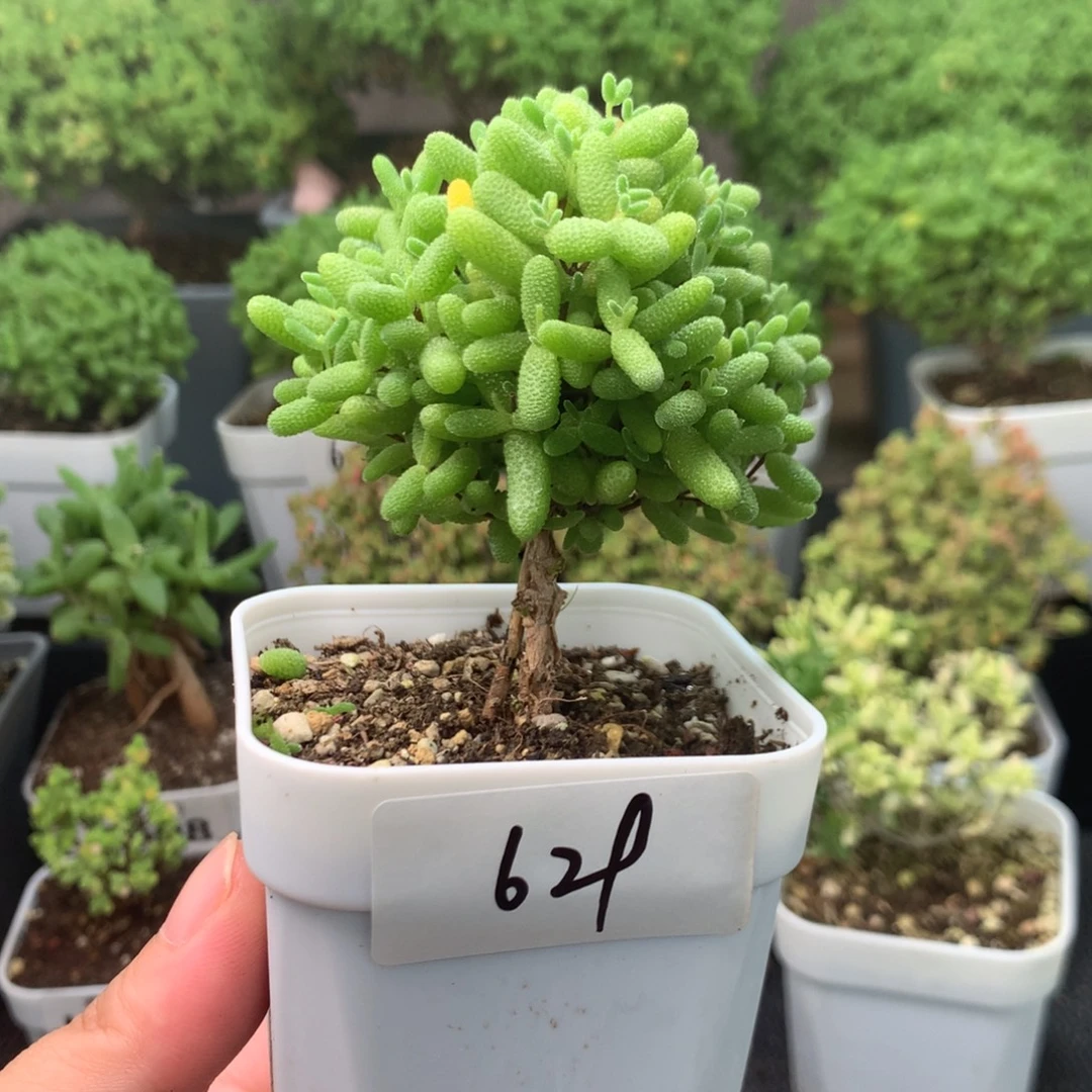 629蜜橘。