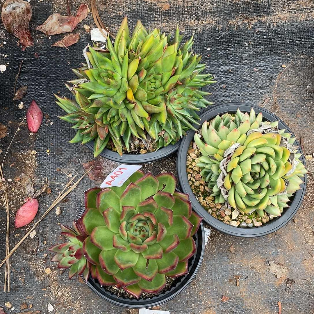 若如东云组拍A401