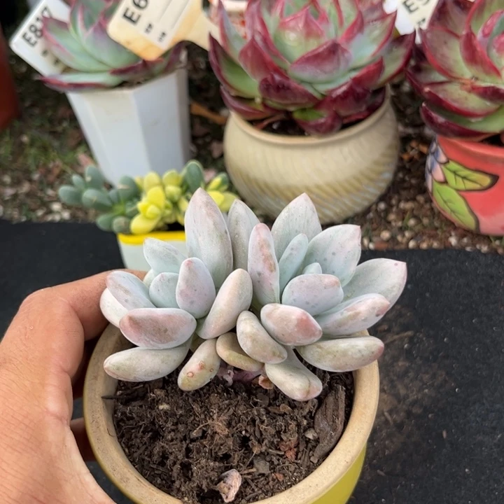 奥普锦多肉植物提取