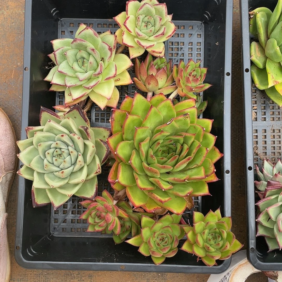 若如东云筐拍C019