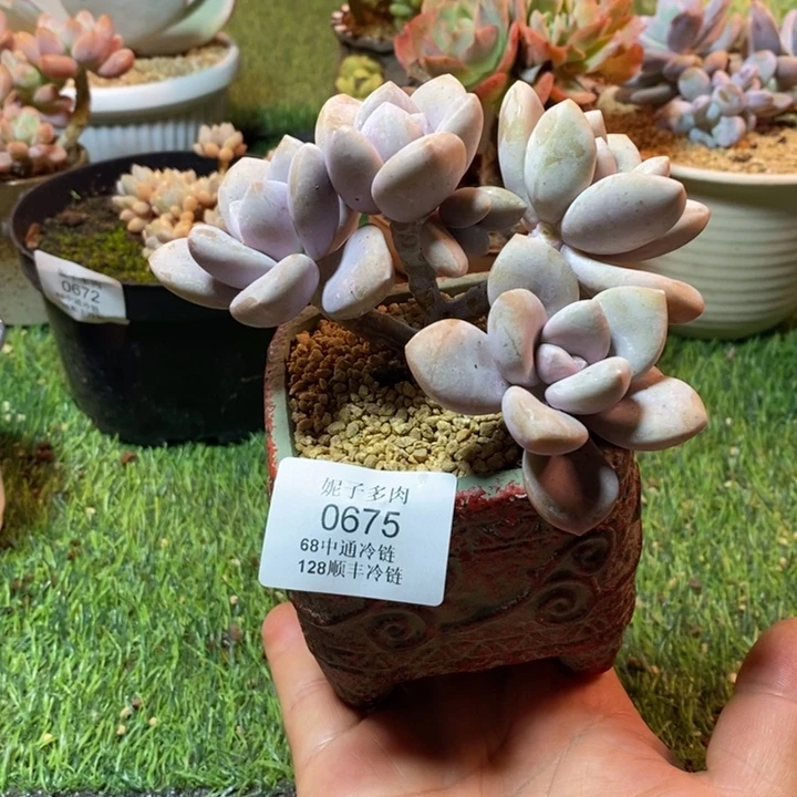 0675啊啊啊啊啊啊啊啊啊