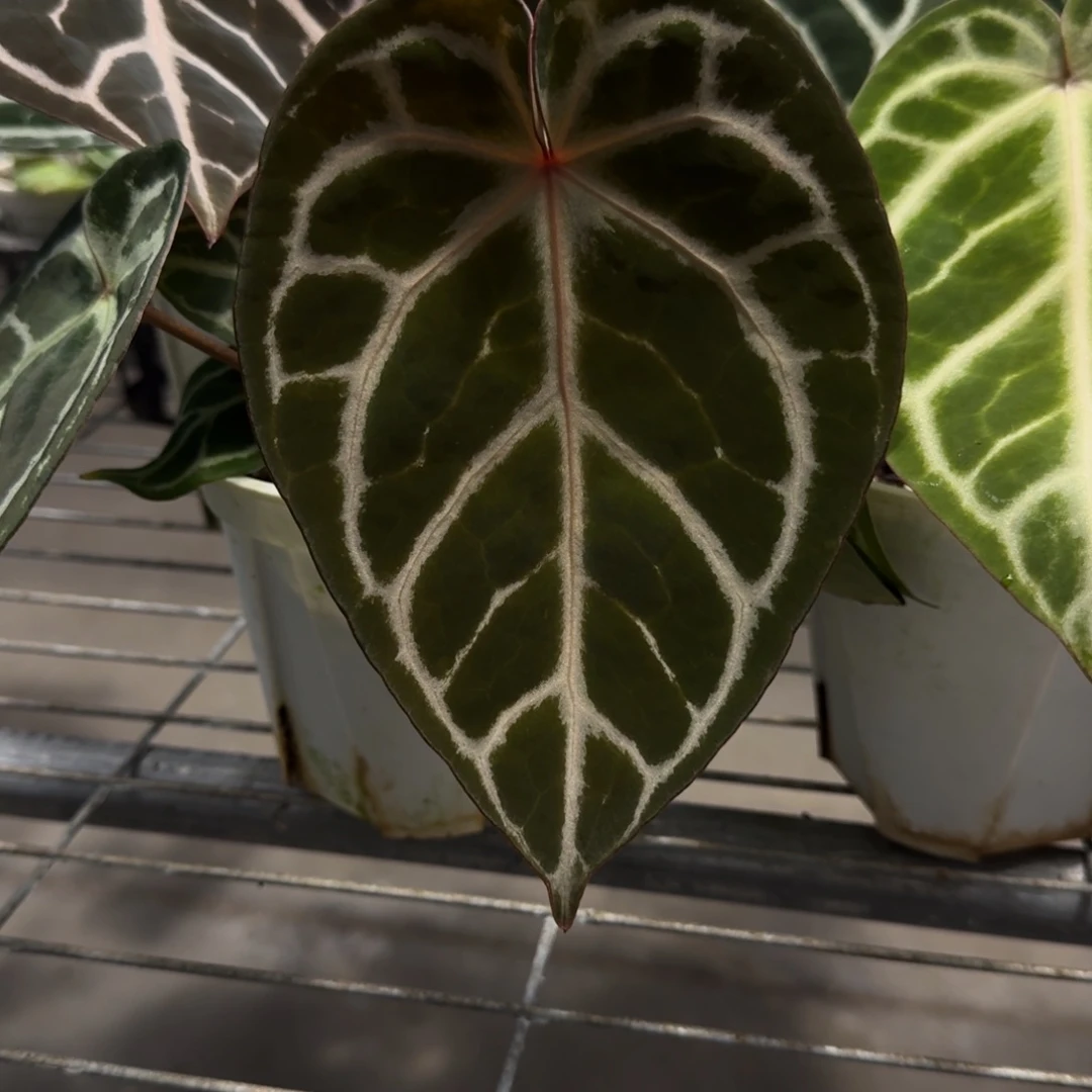 不开花植物米歇尔杂zara